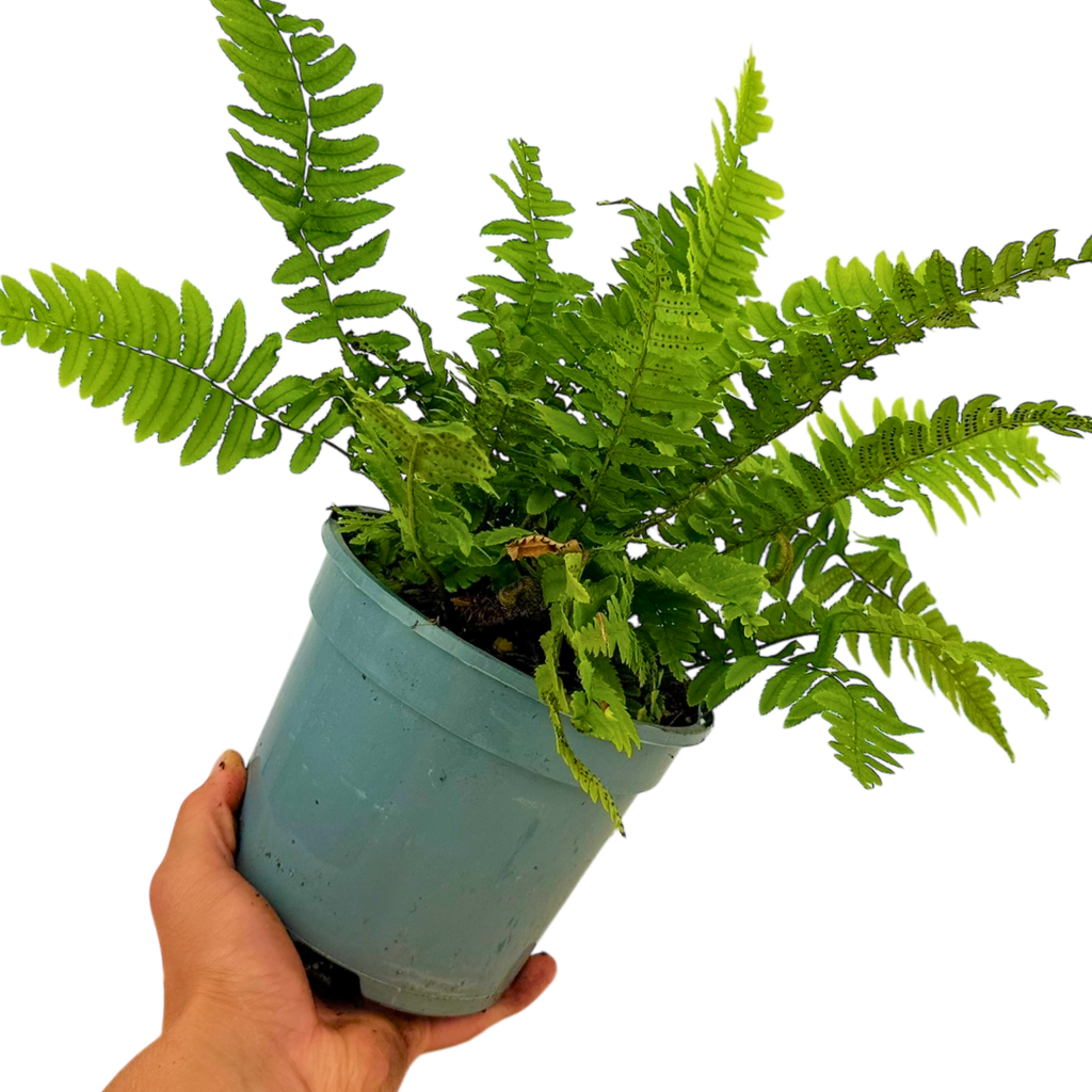 Dryopteris atrata 2L at Cedar Nursery Surrey