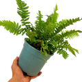 Dryopteris atrata 2L at Cedar Nursery Surrey