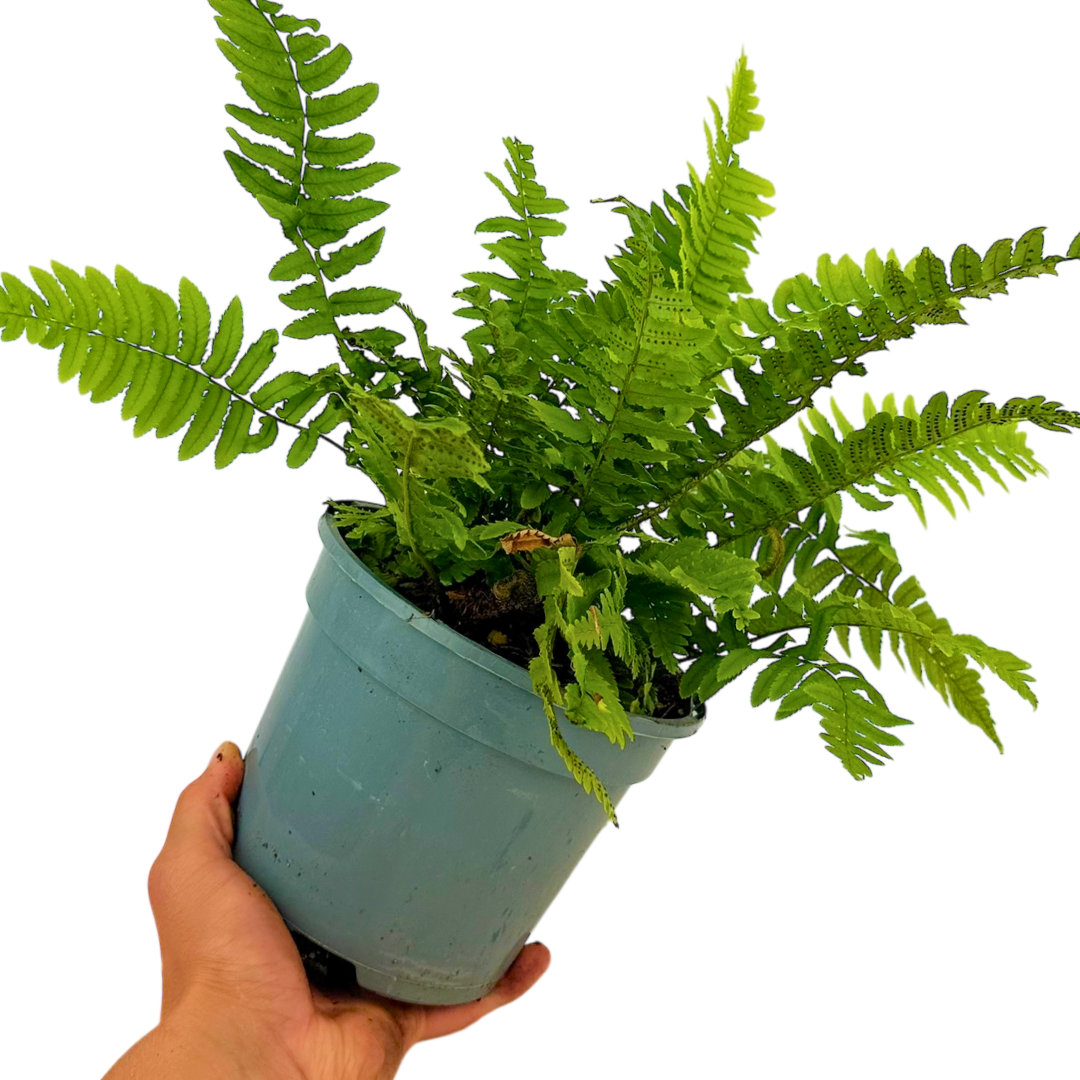 Dryopteris atrata 2L at Cedar Nursery Surrey