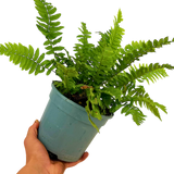 Dryopteris atrata 2L at Cedar Nursery Surrey