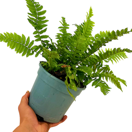 Dryopteris atrata 2L at Cedar Nursery Surrey