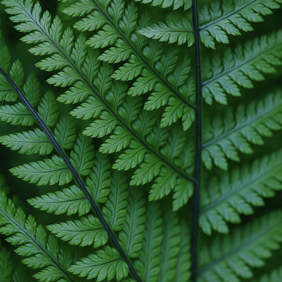 Dryopteris atrata 2L at Cedar Nursery Surrey