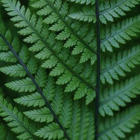 Dryopteris atrata 2L at Cedar Nursery Surrey