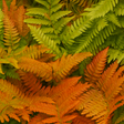 Dryopteris erythrosora from Cedar Nursery, Cobham