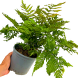 Dryopteris erythrosora from Cedar Nursery, Cobham