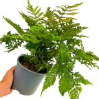 Dryopteris erythrosora from Cedar Nursery, Cobham