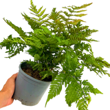 Dryopteris erythrosora from Cedar Nursery, Cobham