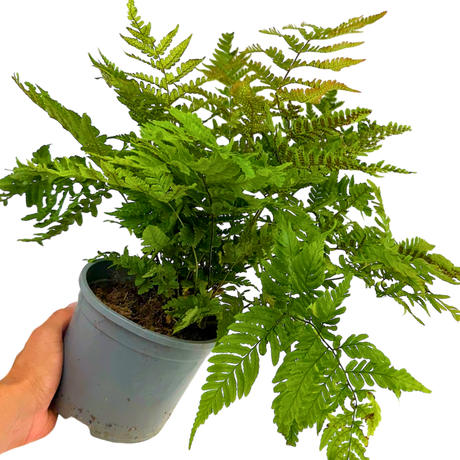 Dryopteris erythrosora from Cedar Nursery, Cobham