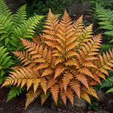 Dryopteris erythrosora from Cedar Nursery, Cobham