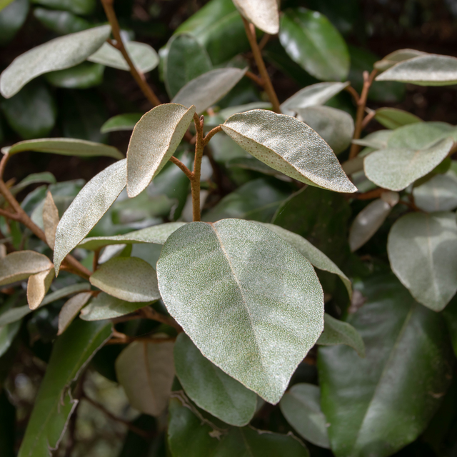 Elaeagnus x ebbingei 3L at Cedar Nursery Surrey