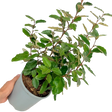 Elaeagnus x ebbingei 3L at Cedar Nursery Surrey