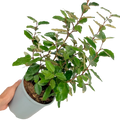 Elaeagnus x ebbingei 3L at Cedar Nursery Surrey