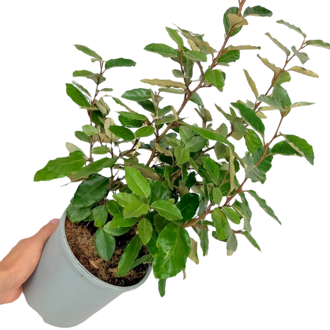 Elaeagnus x ebbingei 3L at Cedar Nursery Surrey