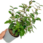 Elaeagnus x ebbingei 3L at Cedar Nursery Surrey