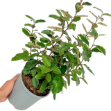 Elaeagnus x ebbingei 3L at Cedar Nursery Surrey