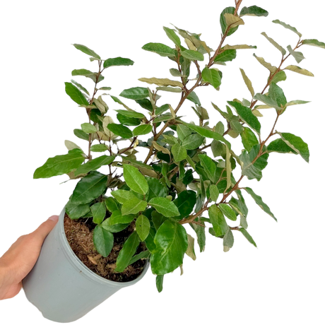 Elaeagnus x ebbingei 3L at Cedar Nursery Surrey