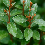 Elaeagnus x ebbingei Crispy 3L at Cedar Nursery Surrey