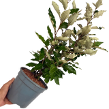 Elaeagnus x ebbingei Crispy 3L at Cedar Nursery Surrey
