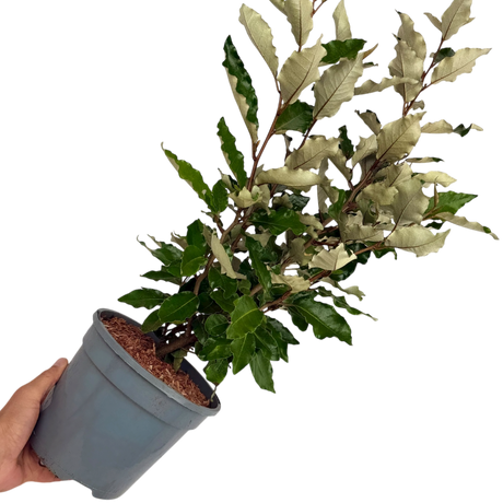 Elaeagnus x ebbingei Crispy 3L at Cedar Nursery Surrey
