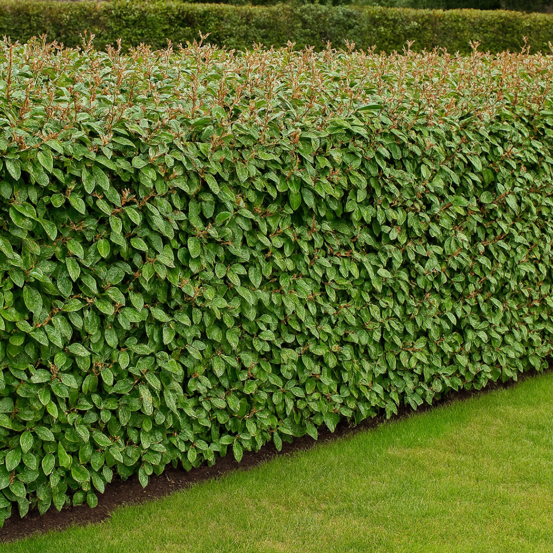 Elaeagnus x ebbingei Crispy 3L at Cedar Nursery Surrey