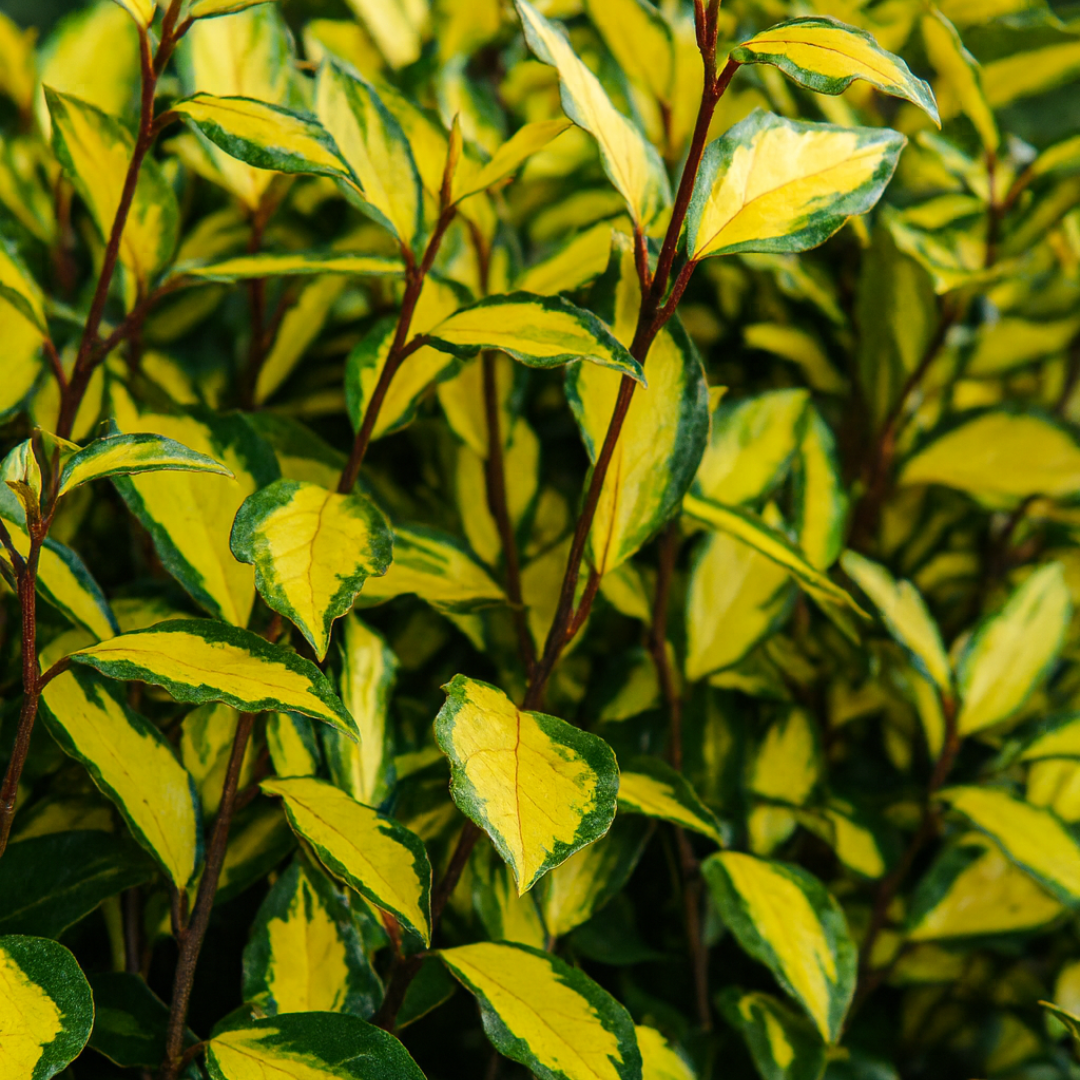 Elaeagnus x ebbingei Maryline 3L at Cedar Nursery Surrey
