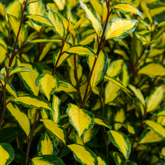 Elaeagnus x ebbingei Maryline 3L at Cedar Nursery Surrey