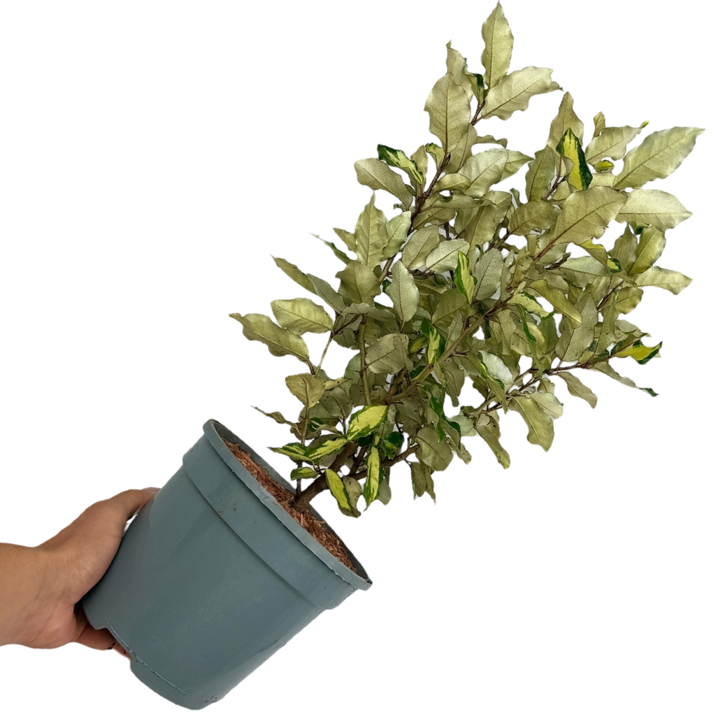 Elaeagnus x ebbingei Maryline 3L at Cedar Nursery Surrey