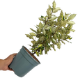 Elaeagnus x ebbingei Maryline 3L at Cedar Nursery Surrey