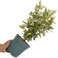 Elaeagnus x ebbingei Maryline 3L at Cedar Nursery Surrey