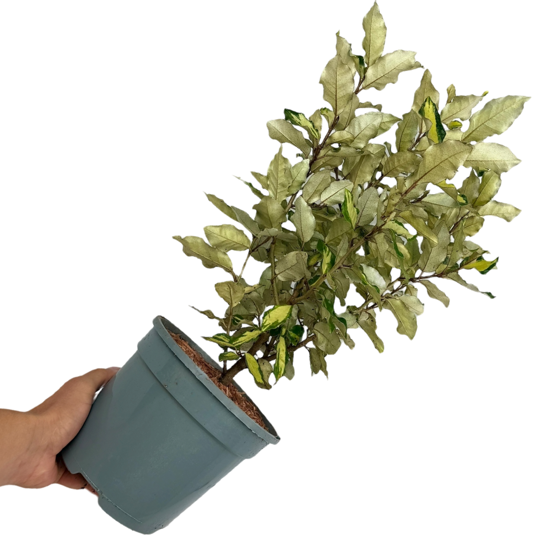 Elaeagnus x ebbingei Maryline 3L at Cedar Nursery Surrey