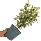Elaeagnus x ebbingei Maryline 3L at Cedar Nursery Surrey