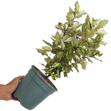 Elaeagnus x ebbingei Maryline 3L at Cedar Nursery Surrey