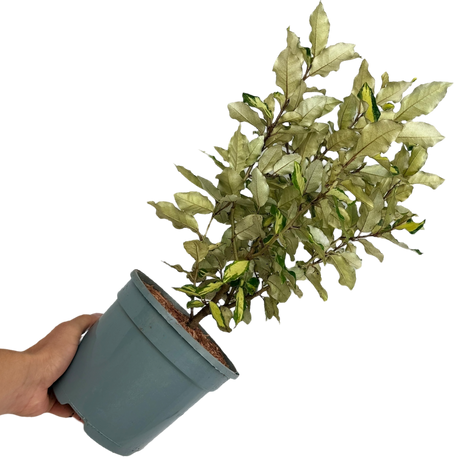 Elaeagnus x ebbingei Maryline 3L at Cedar Nursery Surrey
