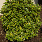 Elaeagnus x ebbingei Viveleg 3L at Cedar Nursery Surrey