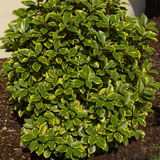 Elaeagnus x ebbingei Viveleg 3L at Cedar Nursery Surrey