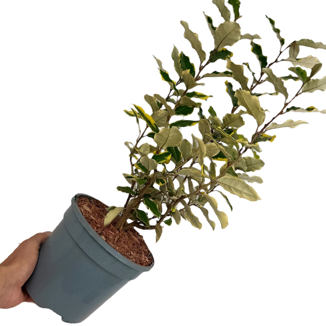 Elaeagnus x ebbingei Viveleg 3L at Cedar Nursery Surrey