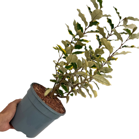 Elaeagnus x ebbingei Viveleg 3L at Cedar Nursery Surrey