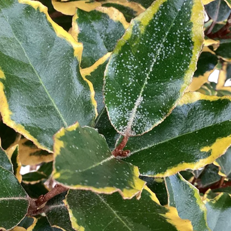Elaeagnus x ebbingei Viveleg 3L at Cedar Nursery Surrey