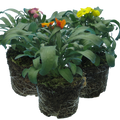 Erysimum cheiri Growers Selection from Cedar Nursery, Cobham