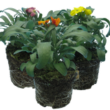 Erysimum cheiri Growers Selection from Cedar Nursery, Cobham