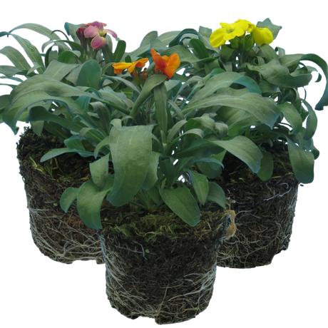 Erysimum cheiri Growers Selection from Cedar Nursery, Cobham