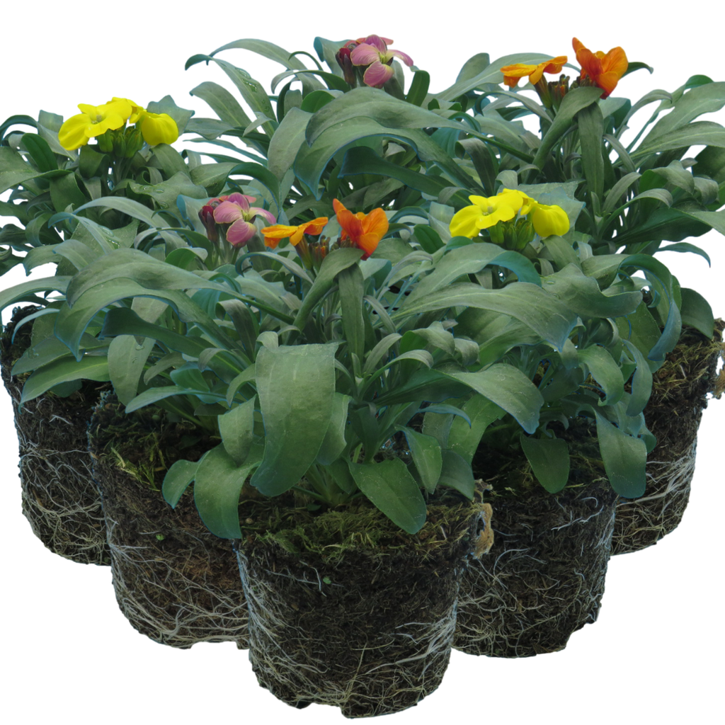 Erysimum cheiri Growers Selection from Cedar Nursery, Cobham