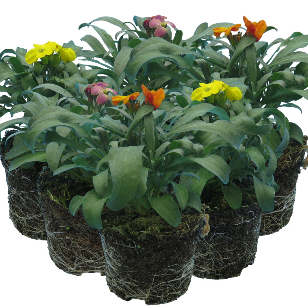 Erysimum cheiri Growers Selection from Cedar Nursery, Cobham