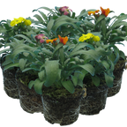 Erysimum cheiri Growers Selection from Cedar Nursery, Cobham