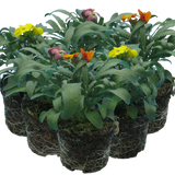 Erysimum cheiri Growers Selection from Cedar Nursery, Cobham