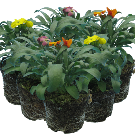 Erysimum cheiri Growers Selection from Cedar Nursery, Cobham