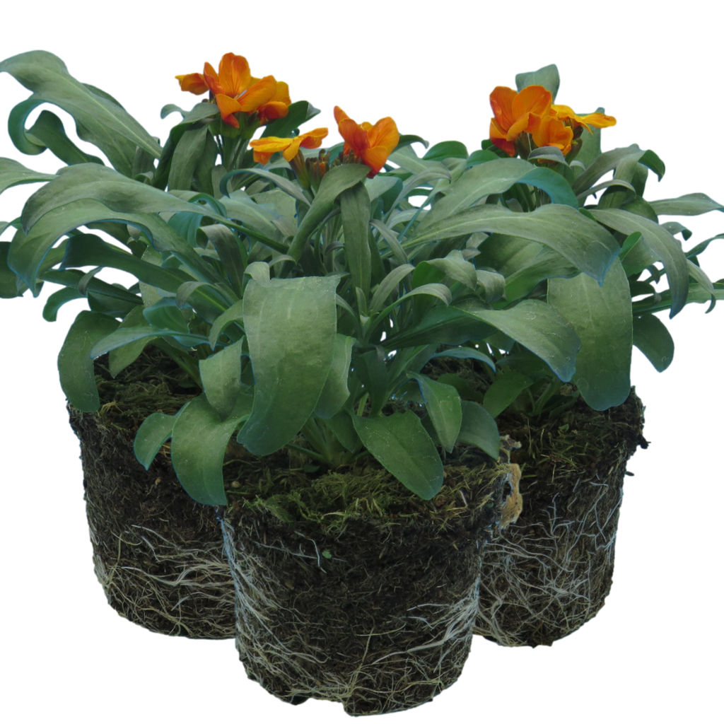 Erysimum cheiri 'Orange' from Cedar Nursery, Cobham