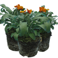 Erysimum cheiri 'Orange' from Cedar Nursery, Cobham