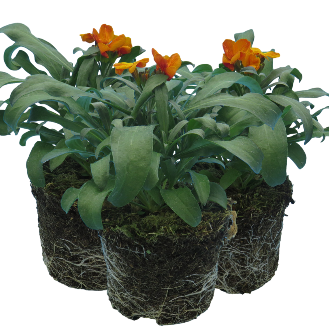 Erysimum cheiri 'Orange' from Cedar Nursery, Cobham