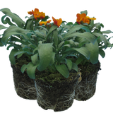 Erysimum cheiri 'Orange' from Cedar Nursery, Cobham